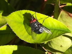 Calliphora