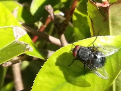 Calliphora