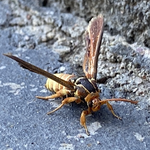 Western Poplar Clearwing
