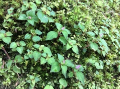 Sarcopyramis napalensis delicata