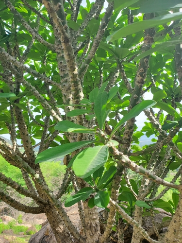 Euphorbia nivulia