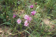 Vernonia texana