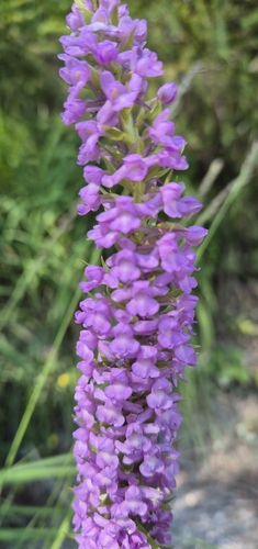 Image of Gymnadenia densiflora by (c) Christoph Moning, some rights reserved (CC BY)