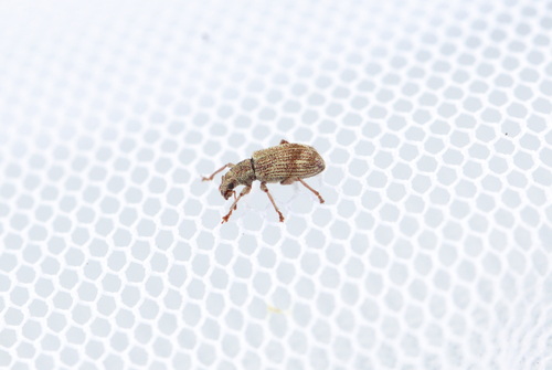 Polydrusus fulvicornis