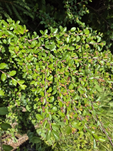 Cotoneaster divaricatus
