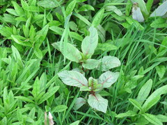 Impatiens glandulifera