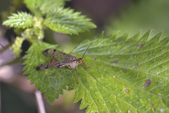 Panorpa lacedaemonia