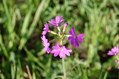 Primula cortusoides