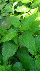 Lamium orvala