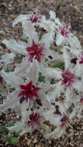 Cinnamon Sambreeltjie (Hessea cinnamomea)