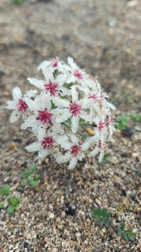 Hessea cinnamomea
