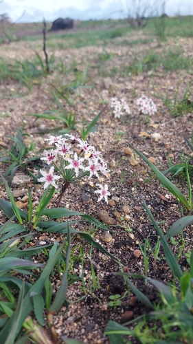 Hessea cinnamomea