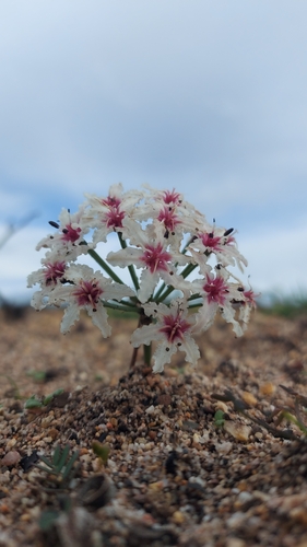Image of Cinnamon Sambreeltjie (Hessea cinnamomea) by (c) Jacques van der Merwe, some rights reserved (CC BY-SA)