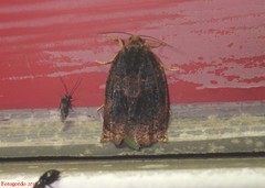Archips infumatana