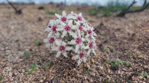 Image of Cinnamon Sambreeltjie by (c) Jacques van der Merwe, some rights reserved (CC BY-SA)