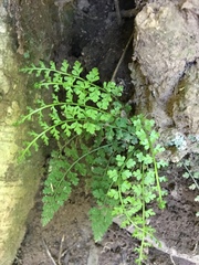 Asplenium fontanum fontanum