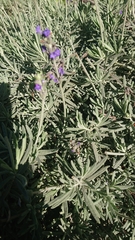 Lavandula angustifolia