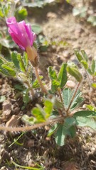 Oxalis adspersa