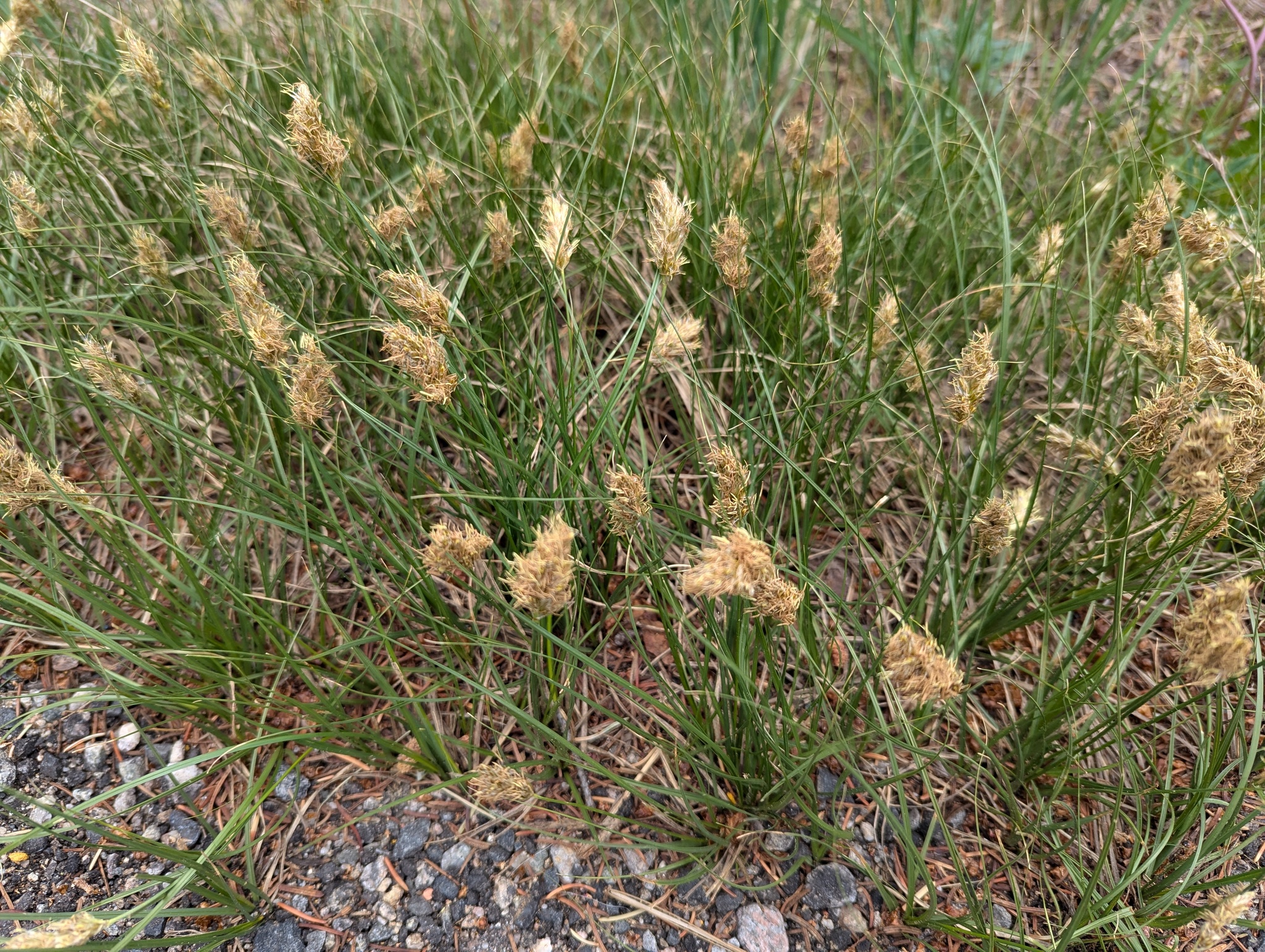 Carex douglasii