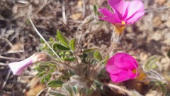 Oxalis adspersa