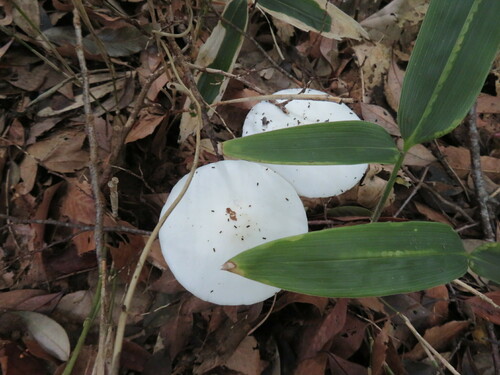 Amanita oberwinkleriana