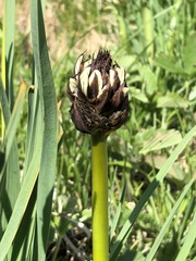 Asphodelus albus