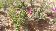 Oxalis adspersa