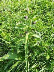 Symphytum officinale