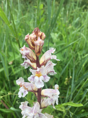 Orobanche crenata