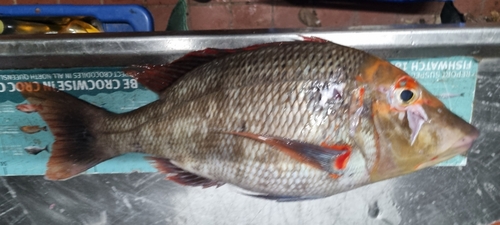Emperor (Lethrinus miniatus) — Lethrinidae — 3