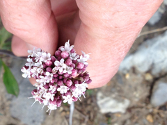 Valeriana capitata