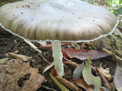 Amanita pseudoporphyria