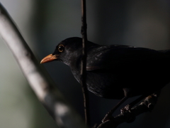 Turdus merula