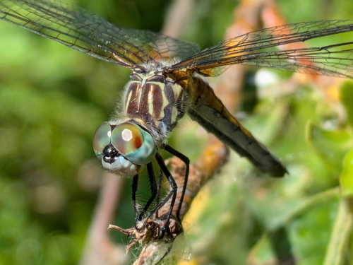 Blue Dasher photographed in Oregon