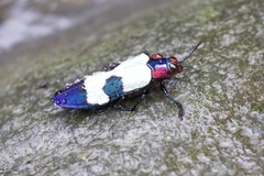 Chrysochroa buqueti