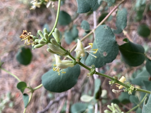 iNaturalist observation photo of Johnston's honeysuckle