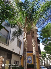 Syagrus romanzoffiana