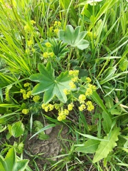 Alchemilla conglobata