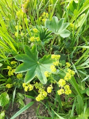 Alchemilla conglobata