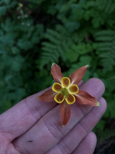 iNaturalist observation photo of western columbine