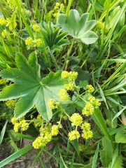 Alchemilla conglobata