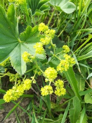 Alchemilla conglobata