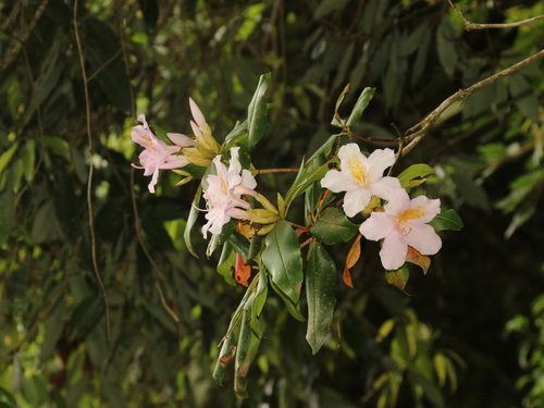 Rhododendron latoucheae iNat (1)