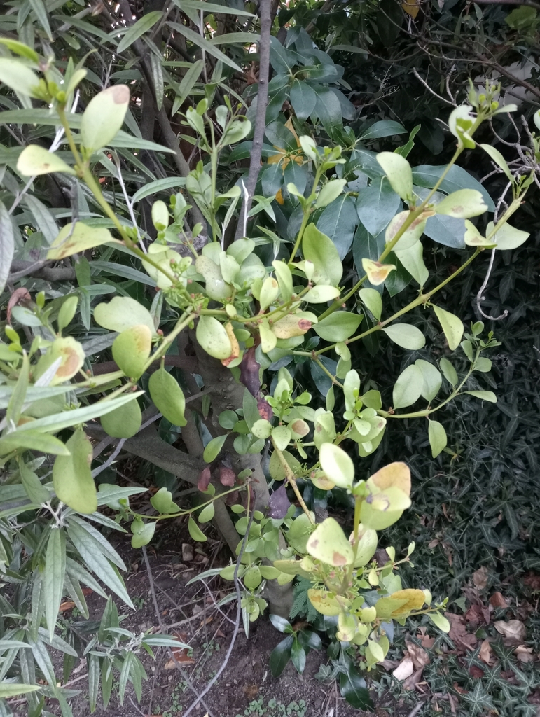 Green Mistletoe In July 2024 By John Barkla. Hemiparasitic On Corokia 