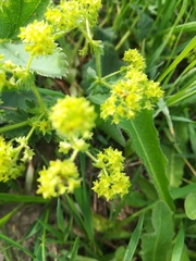 Alchemilla conglobata