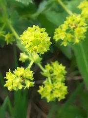 Alchemilla conglobata