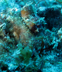 Amphioctopus siamensis