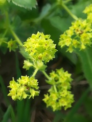 Alchemilla conglobata