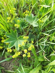 Alchemilla conglobata