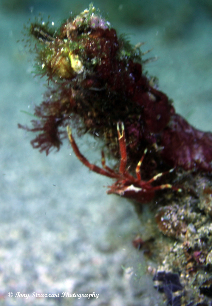 Brown Squat Lobster
